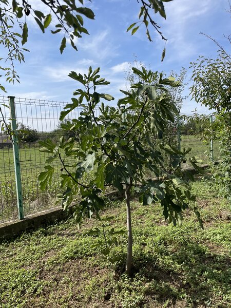 Malu, sat Butoiu Ialomita