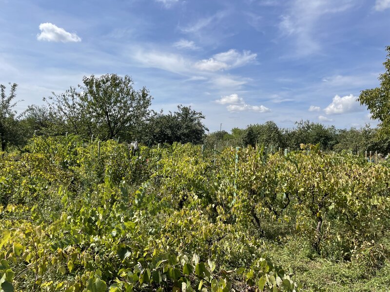 Malu, sat Butoiu Ialomita