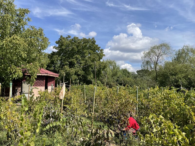 Malu, sat Butoiu Ialomita